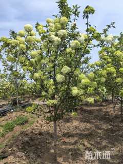 高度250厘米绣球