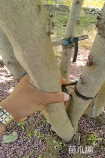 高度500厘米丛生紫荆