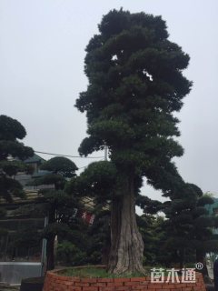 10公分罗汉松