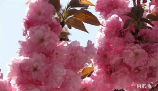 15公分樱花