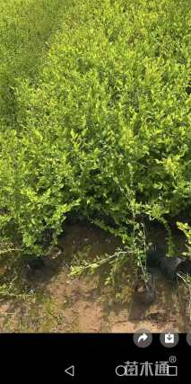 高度40厘米金叶水蜡