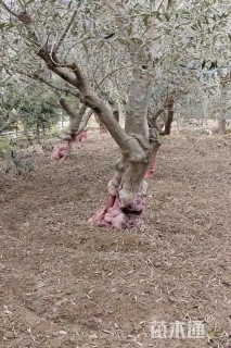 25公分橄榄树