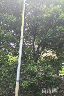 15公分香泡