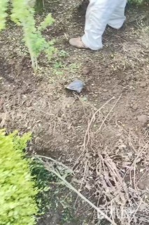 大杯苗亮晶女贞小苗