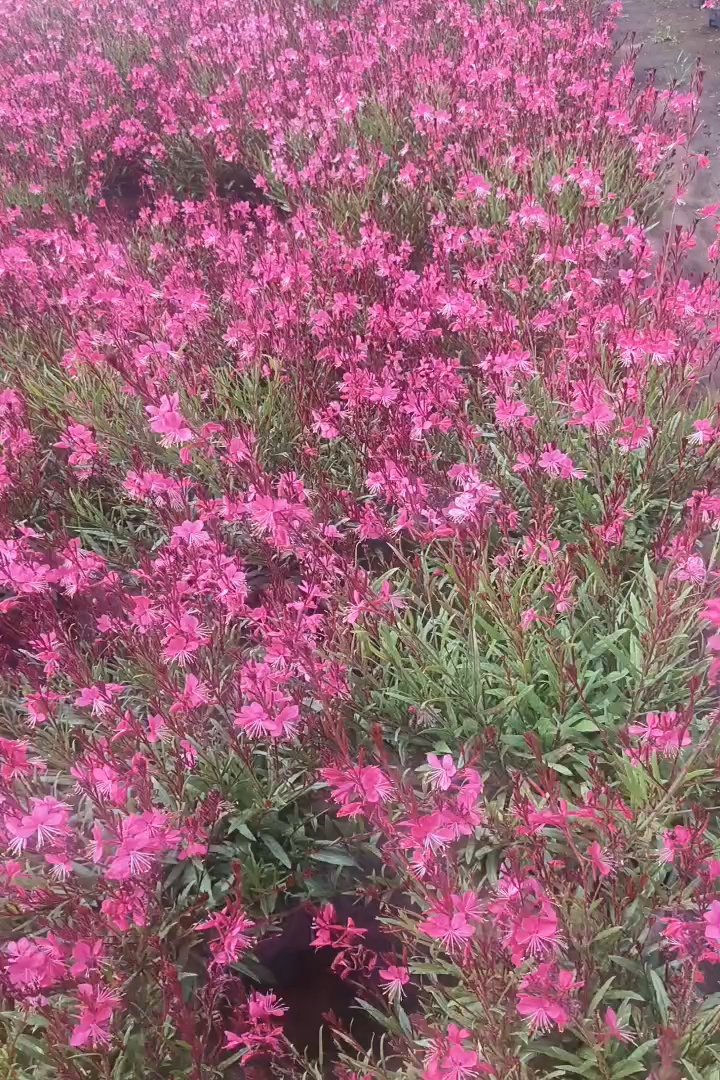 高度40厘米山桃草