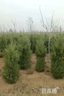 高度200厘米蜀桧