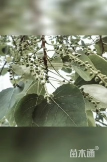 15公分美洲椴哨兵