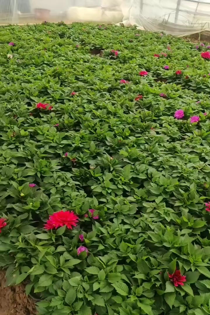 高度25厘米小丽花