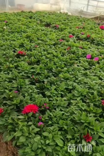 高度25厘米小丽花