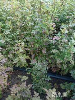 高度50厘米黄刺玫