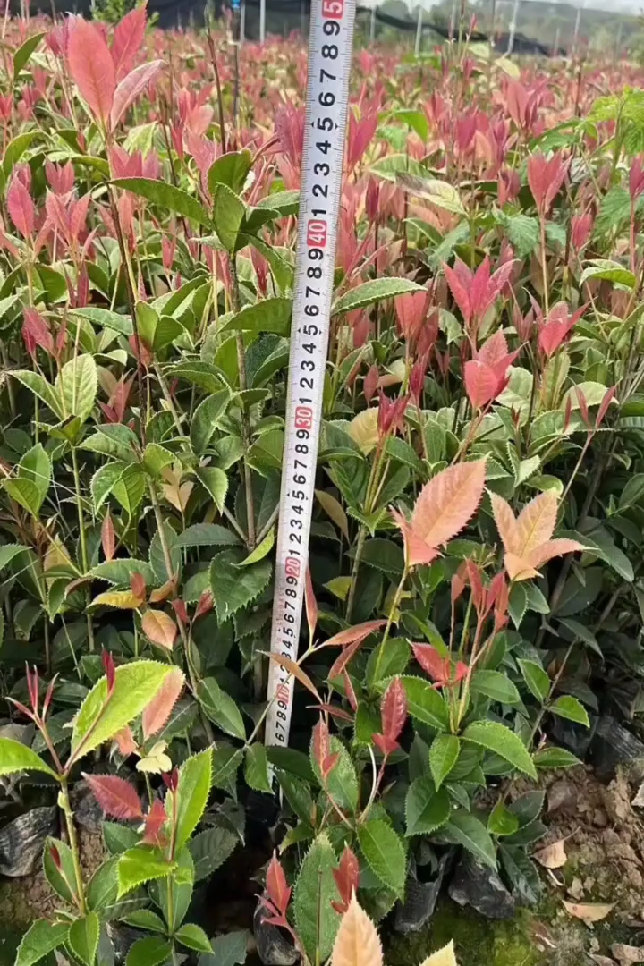 高度40厘米五彩桂花