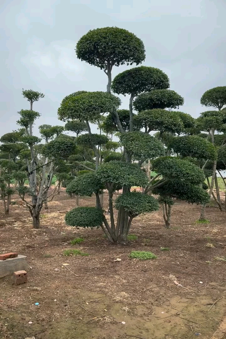 50公分对节白蜡