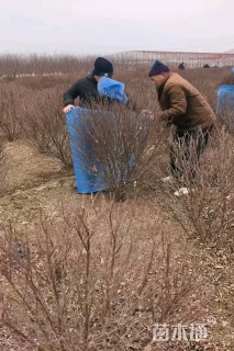 冠幅100厘米榆叶梅球