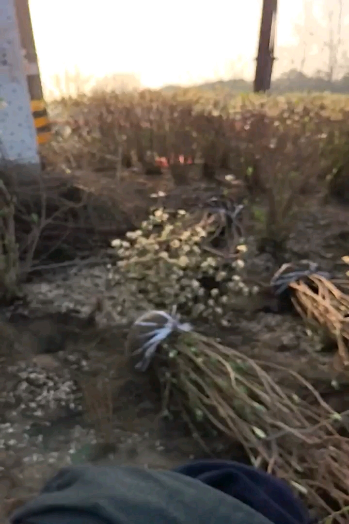 高度150厘米结香球