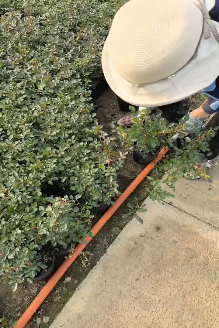高度25厘米大花月季