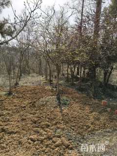 高度350厘米蜡梅