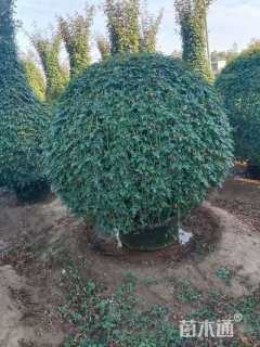 冠幅100厘米月季花球