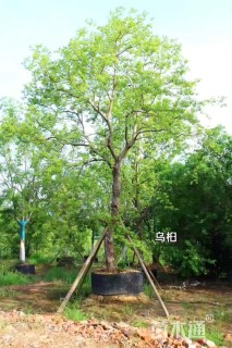 28公分乌桕