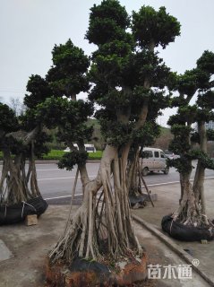 金钱榕