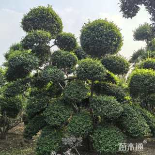 5公分造型小叶女贞