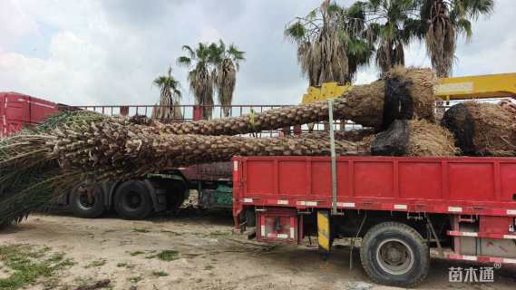 裸干高200厘米银海枣