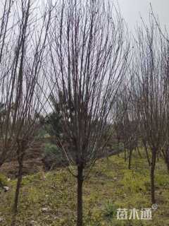 高度250厘米木槿