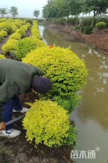 冠幅100厘米亮晶女贞球