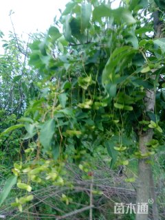 高度300厘米陕西卫矛