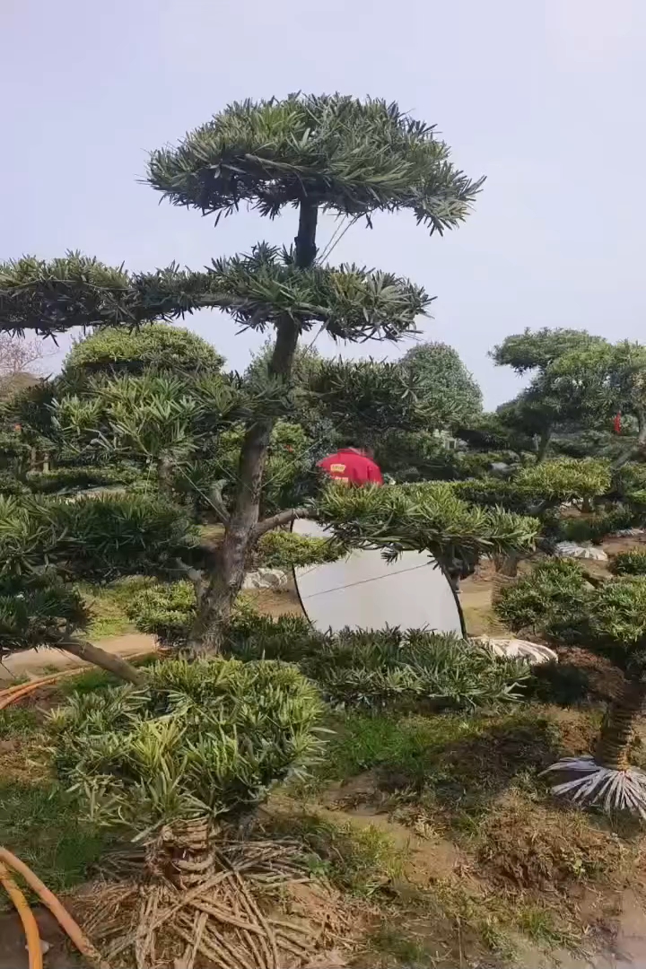 5公分罗汉松
