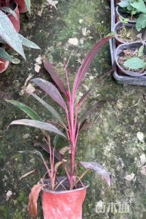 高度30厘米朱蕉