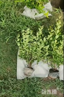 高度45厘米金森女贞