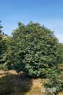 高度400厘米中华石楠