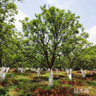 25公分香泡