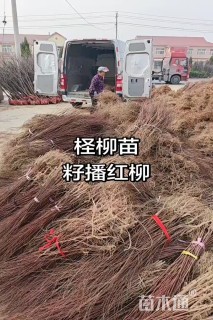 高度50厘米柽柳
