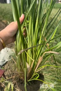 高度50厘米矮蒲苇