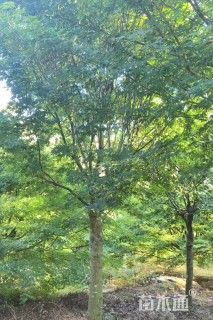 12公分鸡爪槭