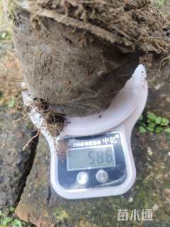 高度30厘米青扦云杉