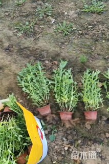 高度40厘米千屈菜