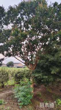18公分紫薇