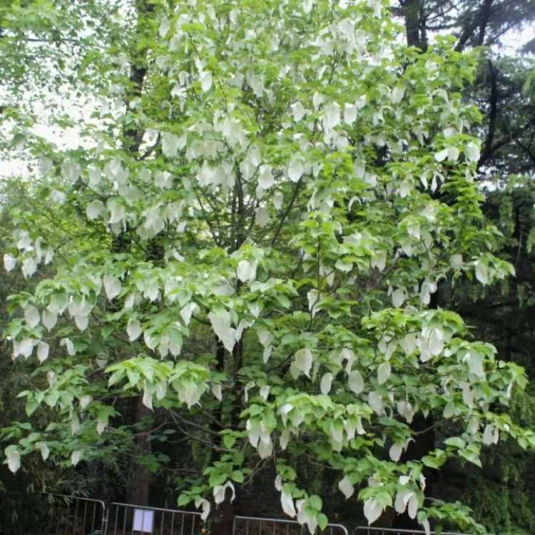 8公分珙桐