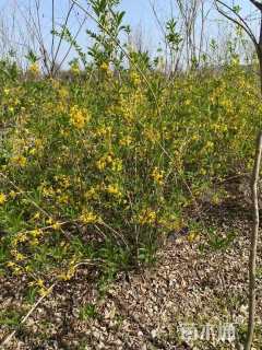 高度60厘米连翘