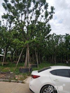 30公分香樟