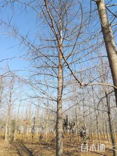 15公分银杏