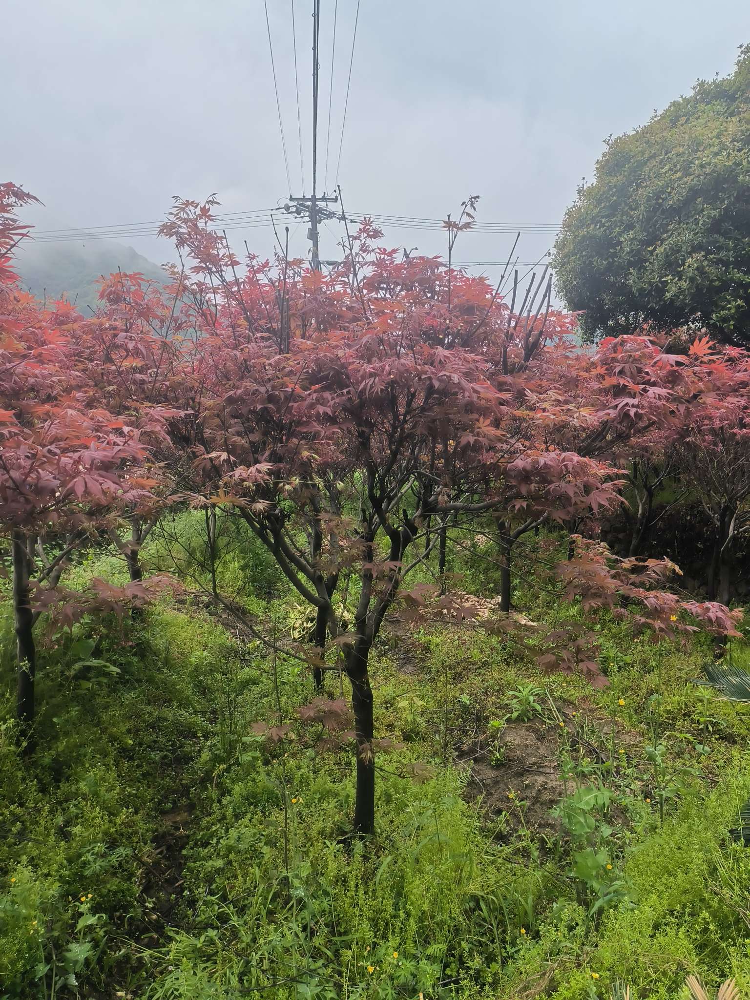 8公分红枫