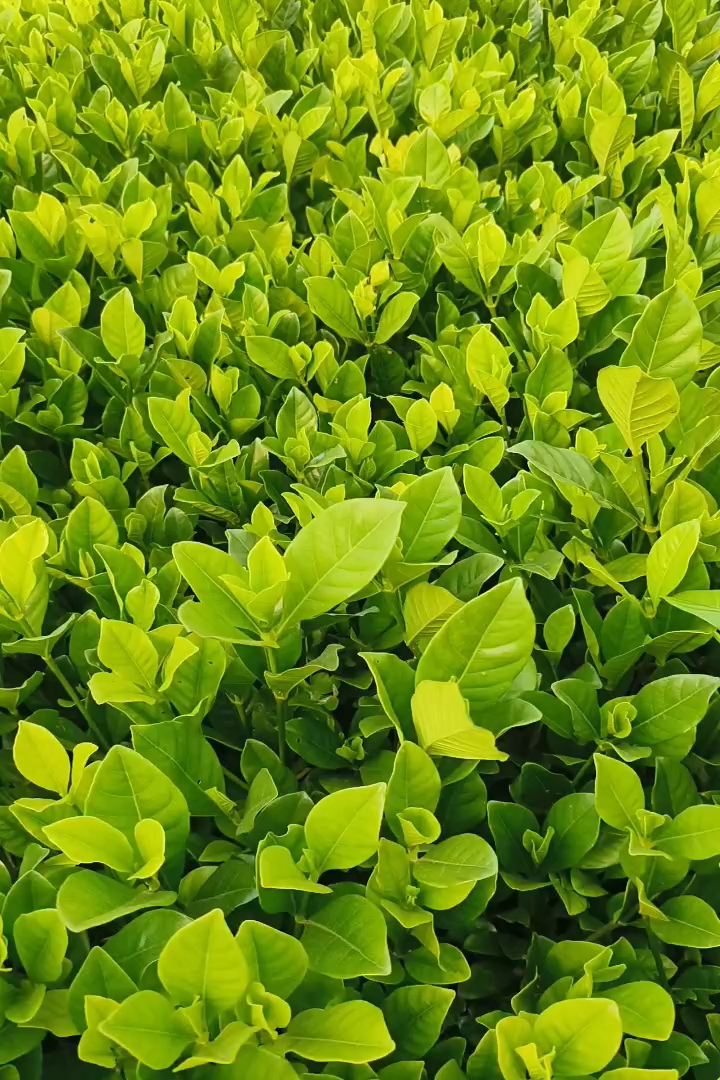 高度30厘米栀子花