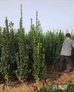 高度2.5厘米北海道黄杨