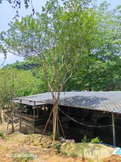 高度500厘米丛生小叶紫薇