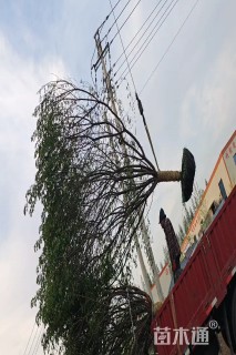 高度350厘米丛生鸡爪槭