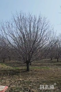 12公分绚丽海棠