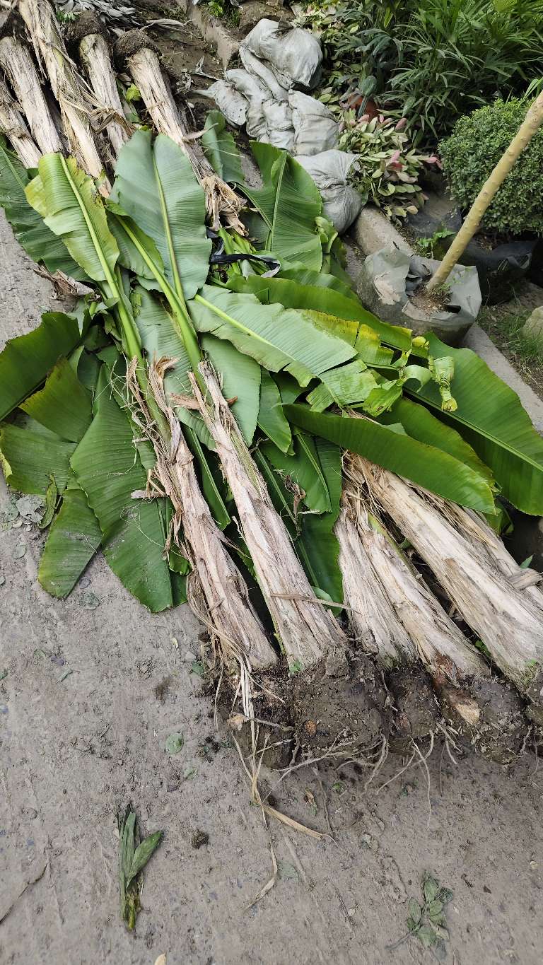 高度250厘米芭蕉
